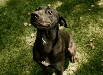 Summer Pet Prep Checklist: Tick, Flea, and Heartworm Protection for Hiking and Outdoor Adventures