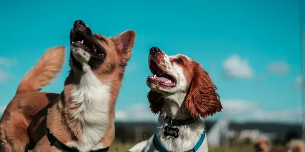 Boutique vs. High-Volume Dog Daycare: How to Pick the Right One