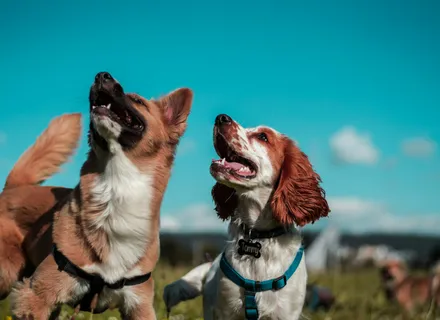 Boutique vs. High-Volume Dog Daycare: How to Pick the Right One