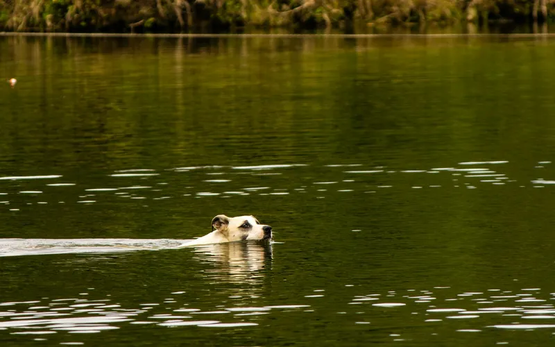 Dog-Friendly Burlington and the GTA: Parks, Trails, Patios, and Swim Spots for Summer 2026