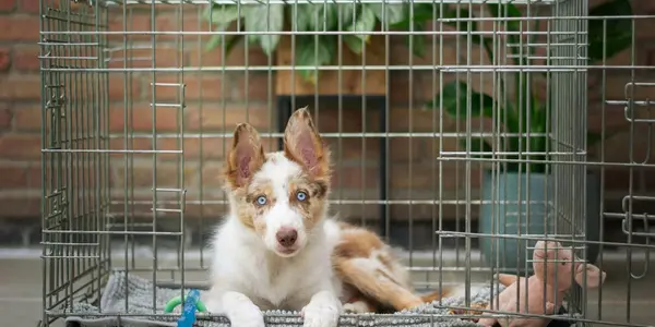 How to Crate Train Your Puppy or Adult Dog Without the Tears