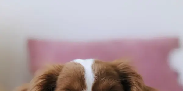 Preparing Your Dog for Boarding: The Complete Checklist