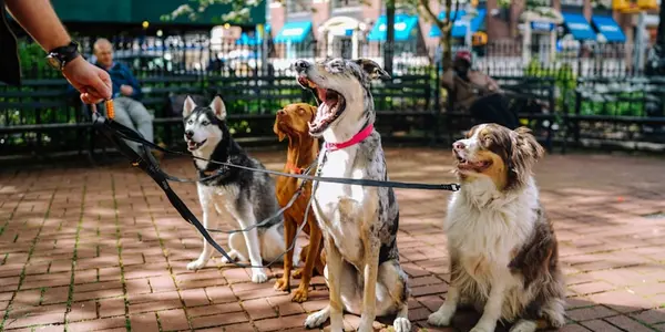 15 Dog Enrichment Activities to Keep Your Pup Mentally Stimulated