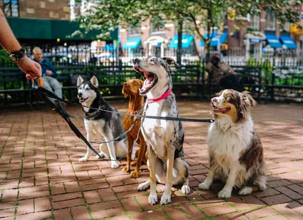 15 Dog Enrichment Activities to Keep Your Pup Mentally Stimulated
