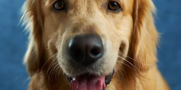 How Much Exercise Does My Dog Need? A Guide by Breed and Age
