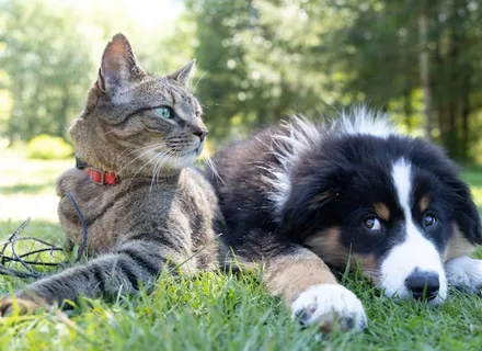 Understanding Dog Food Labels: A Pet Nutrition Guide