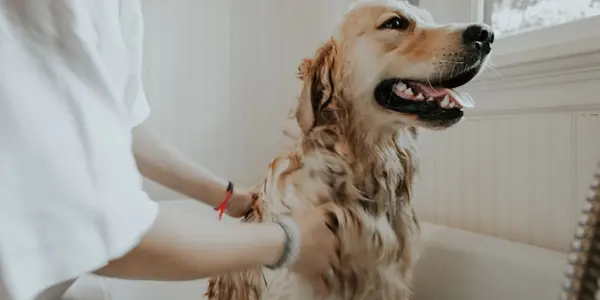 How Often Should You Groom Your Dog? A Breed-by-Breed Guide