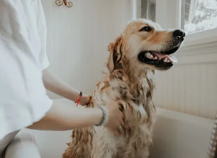 How Often Should You Groom Your Dog? A Breed-by-Breed Guide