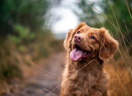 Traveling With Your Pet: Essential Tips for Stress-Free Trips