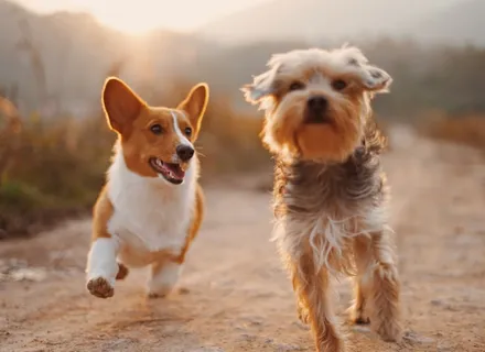 How to Stop Your Dog From Pulling on the Leash