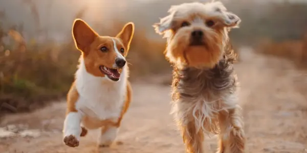 How to Stop Your Dog From Pulling on the Leash