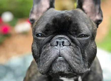 French Bulldog Summer Safety in Ontario: Heat, Breathing, and the Risks Owners Often Underestimate