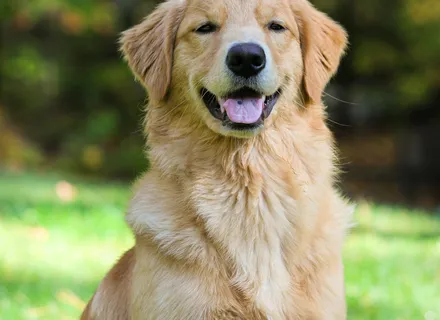Caring for a Golden Retriever in Southern Ontario: Shedding, Joints, Water, and the Long Game