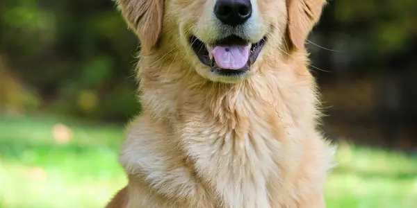Caring for a Golden Retriever in Southern Ontario: Shedding, Joints, Water, and the Long Game
