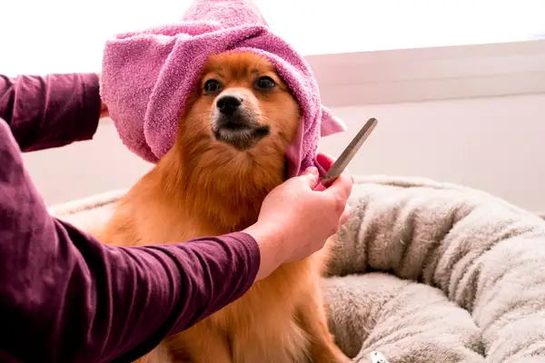 Grooming