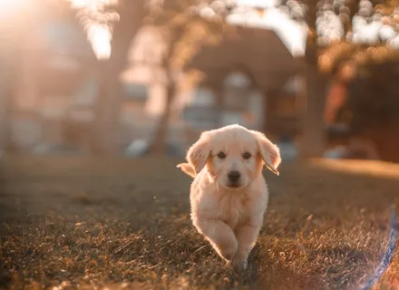 Holiday Pet Safety: Keeping Your Dog Safe During the Festive Season