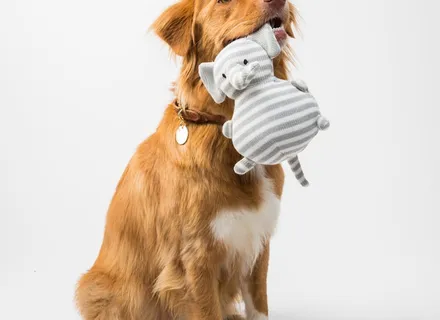 Dog Nail Trimming: A Safe, Stress-Free Guide for Pet Owners
