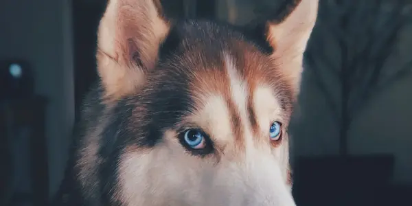The Science Behind Positive Reinforcement Dog Training