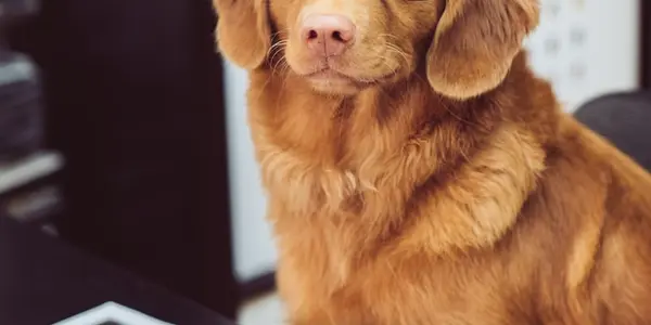 7 Signs Your Dog Needs Professional Grooming