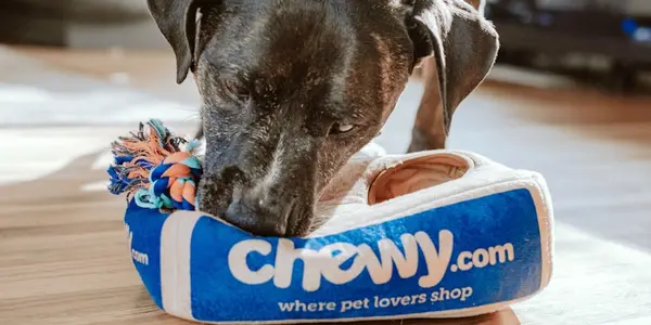 5 Essential Commands Every Puppy Should Learn First
