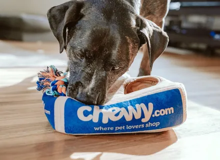 5 Essential Commands Every Puppy Should Learn First
