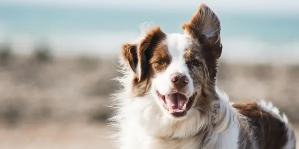 How to Potty Train a Puppy: A Complete Step-by-Step Guide