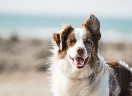 How to Potty Train a Puppy: A Complete Step-by-Step Guide