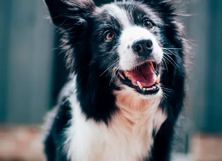 Dog Reactivity vs. Aggression: What's the Difference and How to Help