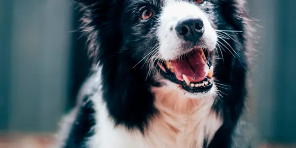 Dog Reactivity vs. Aggression: What's the Difference and How to Help