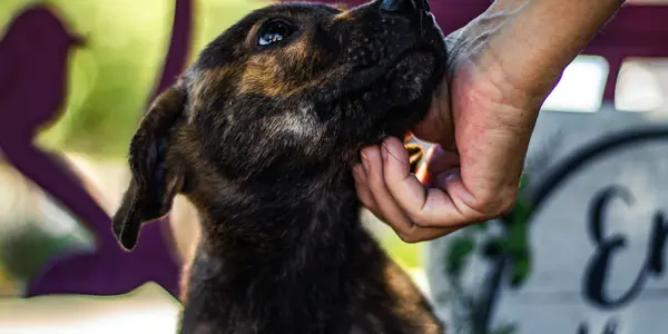 Bringing Home a Rescue Dog in Burlington: The 3-3-3 Framework and What Comes After