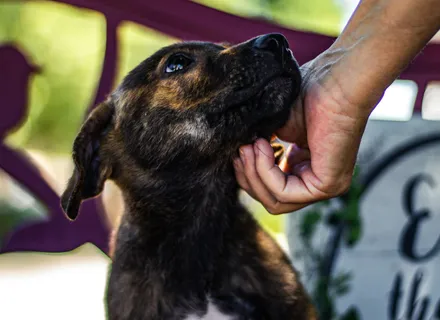 Bringing Home a Rescue Dog in Burlington: The 3-3-3 Framework and What Comes After