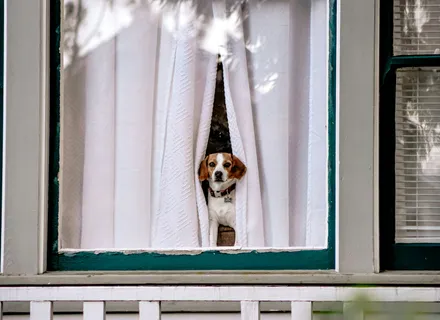 Separation Anxiety in Dogs: Causes, Signs, and What Actually Helps