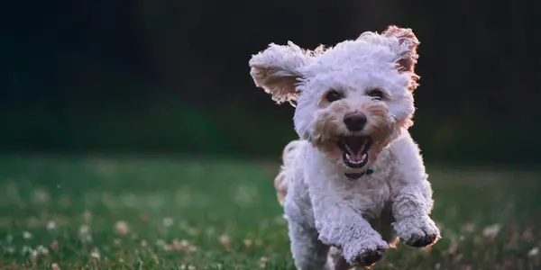 Spring Allergies in Dogs: Symptoms, Treatment, and Prevention