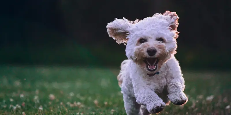 Spring Allergies in Dogs: Symptoms, Treatment, and Prevention
