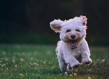 Spring Allergies in Dogs: Symptoms, Treatment, and Prevention