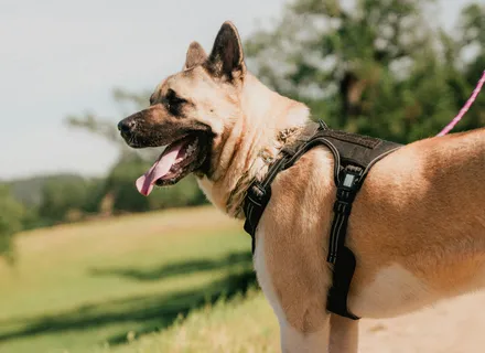 Summer Pet Prep Checklist: Tick, Flea, and Heartworm Protection for Hiking and Outdoor Adventures