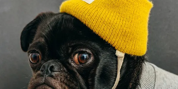 Summer Pet Safety: Protecting Your Dog From Heat and Dehydration