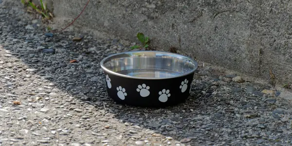 Summer Pet Safety: Protecting Your Dog From Heat and Dehydration
