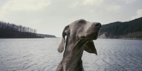 Why Does My Dog Do That? 12 Weird Behaviours Explained