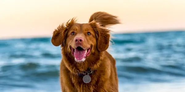 Seasonal Grooming Tips: How to Care for Your Dog's Winter Coat