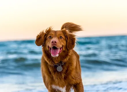 Seasonal Grooming Tips: How to Care for Your Dog's Winter Coat